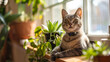 Feline Care with Wearable Tech: Monitoring Location, Health, and Well-Being for Cats. A Cat Adorns Wearable Technology for Health and Activity Tracking - Image made using Generative AI