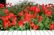 Spring landscape. Red tulips