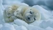   A baby seal atop a snowy mound, adjacent to an ice buildup and snowflakes