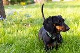 Fototapeta  - A black and brown dachshund walks on the green grass in the garden.