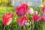 Fototapeta  - tulips. a bulbous spring-flowering plant of the lily family, with boldly colored cup-shaped flowers.