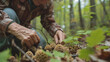 Senior woman harvesting morel mushrooms in a forest.