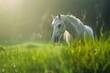 Beautiful white horse on green field
