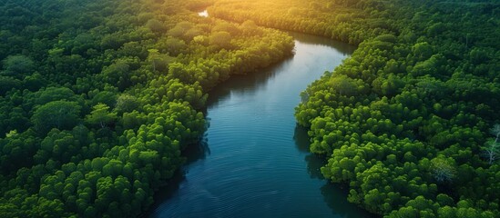 Wall Mural - Aerial view of mangrove forest in Gambia.