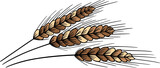 Fototapeta Boho - Wheat spikelets vintage line art sketch