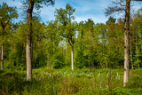 Fototapeta Perspektywa 3d - Wiederaufforstung im Wald im Frühjahr