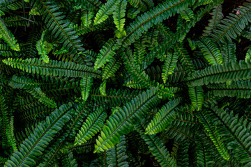 Wall Mural - Fern leaf texture and background