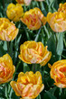 yellow, orange tulip Foxy Foxtrot with green leaves in the sun