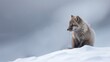 Portrait cute baby arctic fox walking in snow winter landscape. AI generated image