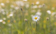 Isolated daisy flower in the meadow at sunset. Spring background.