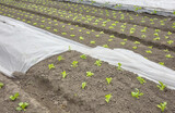 Fototapeta  - Organic vegetable farm with nonwoven agrotextile covering plants, focus on the foreground.