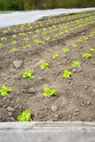 Fototapeta  - Organic vegetable farm with nonwoven agrotextile covering plants, focus on the foreground.