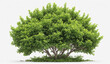 © rodrigo - single rounded green garden bush, cut out, white background , detailed