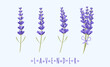 Vector illustration in flat style of different sprigs of lavender