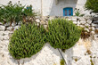 Summer vegetation on the wall of Greek house. Nisyros island, Greece