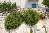 Fototapeta Konie - Summer vegetation on the wall of Greek house. Nisyros island, Greece