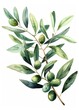 Watercolor Olive Branch Botanical Illustration Generative AI