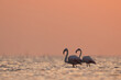 Greater Flamingos and dramatic hue during sunrise at Asker coast of Bahrain