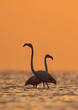 Silhouette of Greater Flamingos during sunrise at Asker coast of Bahrain
