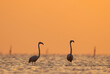 Silhouette of Greater Flamingos in the morning hours at Asker coast of Bahrain