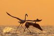 Silhouette of a pair of Greater Flamingos takeoff at Asker coast during sunrise, Bahrain