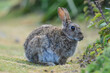 European Rabbit - Oryctolagus cuniculus on Skomer island in Wales, UK