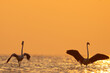 Silhouette of Greater Flamingos landing in the morning hours at Asker coast of Bahrain