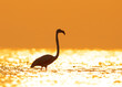 Silhouette of Greater Flamingos in the morning hours, Asker coast, Bahrain