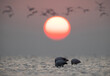 Greater Flamingos feeding with sun and bokeh of flying gulls  at the backdrop, Asker, Bahrain