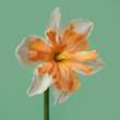 Beautiful daffodil flower isolated on green background.