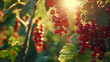 Farming concept - red currant berries growing on bunch
