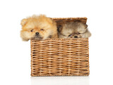 Fototapeta  - Pomeranian puppies have in a wicker crate