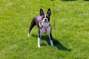 Wall Mural - The Boston Terrier is a breed of dog originating in the USA