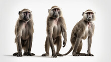 Monkey, Monkeys, Baby Monkey, Baboon Species, On White Background