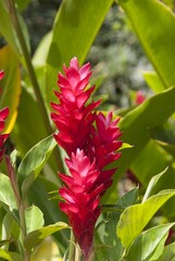 Alpinia purpurata ou gingembre rouge