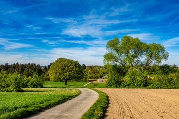 Sticker - Baum in Hügellandschaft im Frühjahr