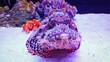 Synanceia verrucosa fish underwater