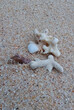 close up of sea shell and coral on sand