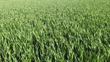 Unripe Green Grain Field In Springtime