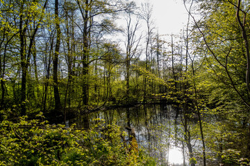 Poster - Idyllischer Waldsee im Frühling