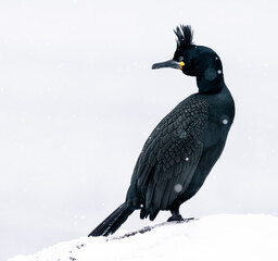 Wall Mural - European Shag bird  in snow