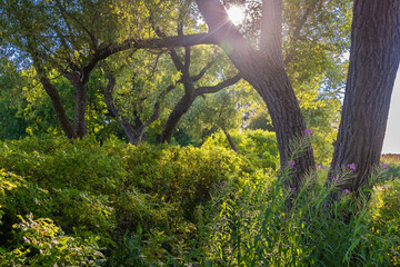 der Park Aleksandriya in St. Petersburg in Russland liegt herrlich am baltischen Meer mit vielen Wiesen und Blumen