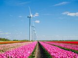 Fototapeta  - Field with tulips and wind turbines. A wind generator in a field in the Netherlands. Green energy production. Landscape with flowers at the day time. Photo for wallpaper and background.