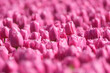 Tulips as a background. Field. Blooming season.  Colors as background and wallpaper. A field with tulips. Blurred background.
