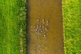 Fototapeta  - Ducks in the wild. Birds on the river during sunset. The ducks are swimming down the river. View from drone. Flying and waterfowl species of birds. Photo for wallpaper or background.