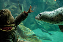 Young Child Interacting With Seal At Aquarium
