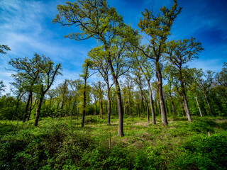 Canvas Print - Mischwald im Frühjahr