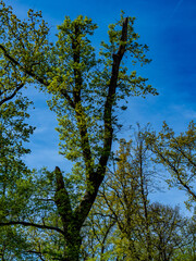 Canvas Print - Mischwald im Frühjahr