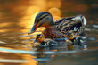 A mother duck  leads her ducklings across the tranquil pond during the golden hour.