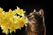 tabby cat sniffing yellow flowers pet portrait on black background